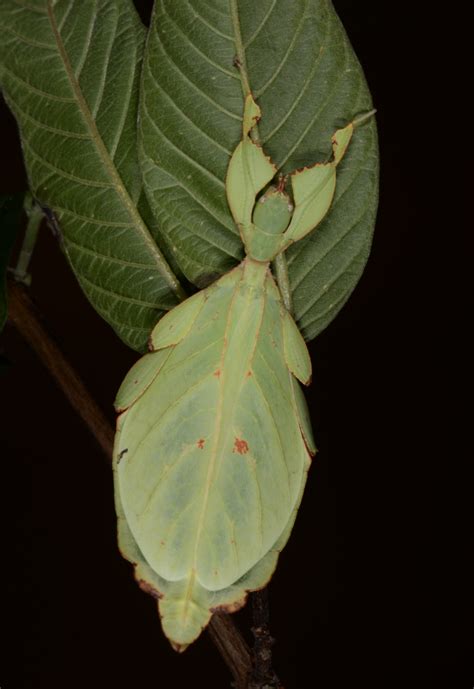 Phylliidae Archives BioQuipBugs