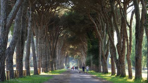 Viale Alberato Juzaphoto