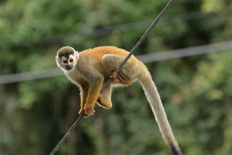 12 monkeys missing from Louisiana zoo as search for thief continues ...