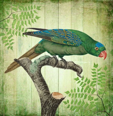 Vintage Art Bird Parrot Free Stock Photo Public Domain Pictures