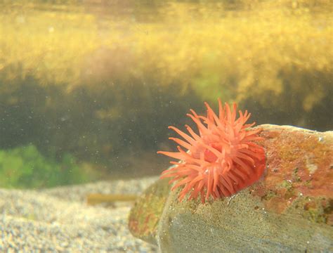 Beadlet sea Anemone – UK Wildlife