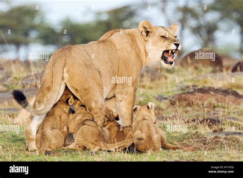 Lioness With Cubs Panthera Leo Stock Photo Alamy