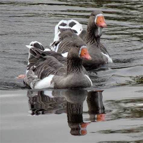 Petersfield Heath Pond 2020 Toulouse Duck