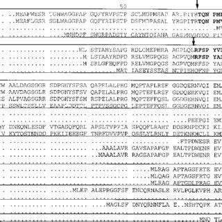 N Terminal Processing Of Proteasome Beta Type Subunits The Figure Shows