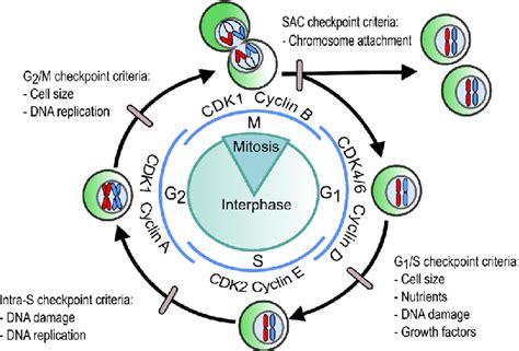 47 Eukaryotic Cell Cycle Diagram Marcellochima