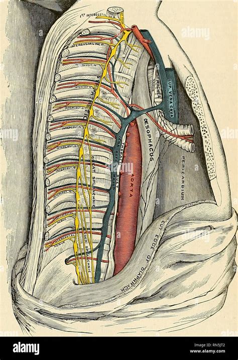 Posterior Mediastinum Thoracic Duct