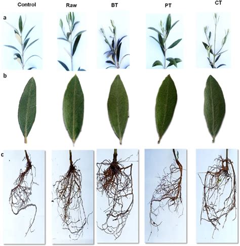 Morphological Aspects Of Olive Tree Areal Part A Leaves B And On