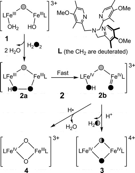 Scheme Reaction Of With H O To Form Diiron Iv Complexes Unlike