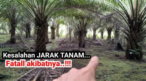 Jangan Terlalu Pusing Cara Menentukan Jarak Tanam Ideal Kelapa Sawit