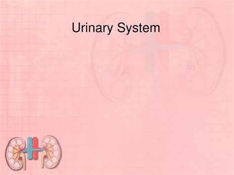 Ppt Urinary System Powerpoint Presentation Free Download Id 6746938