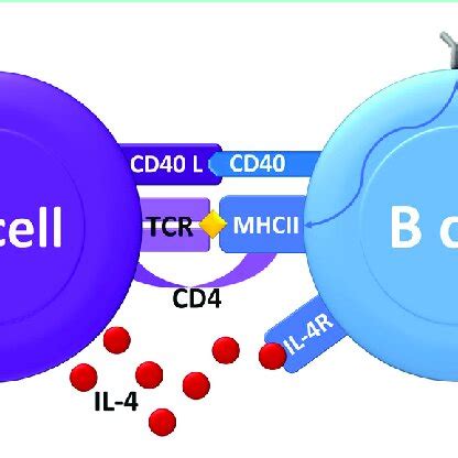 Diagram Of T And B Cell Interaction CD40 CD40 Ligand Is Required For T