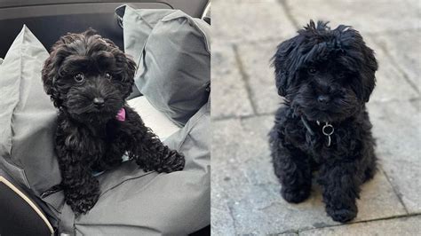 Black Maltipoo Is A Black Maltipoo Rare