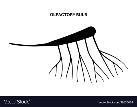 Olfactory Nerve Anatomy Royalty Free Vector Image