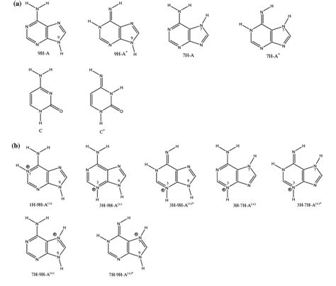 Scheme The Most Stable Tautomers Of A Adenine Cytosine And B