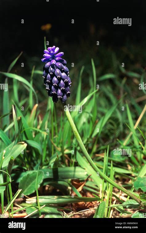 Common Grape Hyacinth Muscari Neglectum Liliaceae Stock Photo Alamy