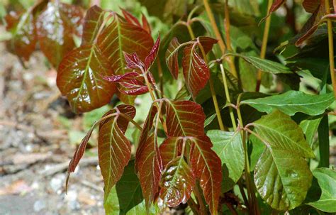 Poison Ivy Pictures How To Identify It