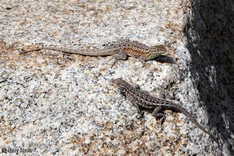 Commonly Encountered California Lizards