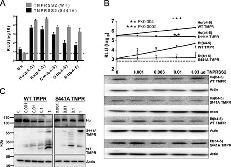 Effect Of Tmprss2 On Mers S Mediated Transduction A Dbt Cells Were Download Scientific