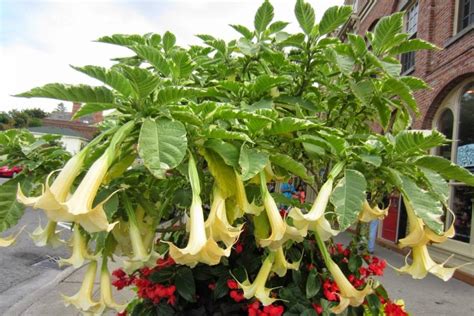 La planta trompeta de ángel un increíble remedio natural para la