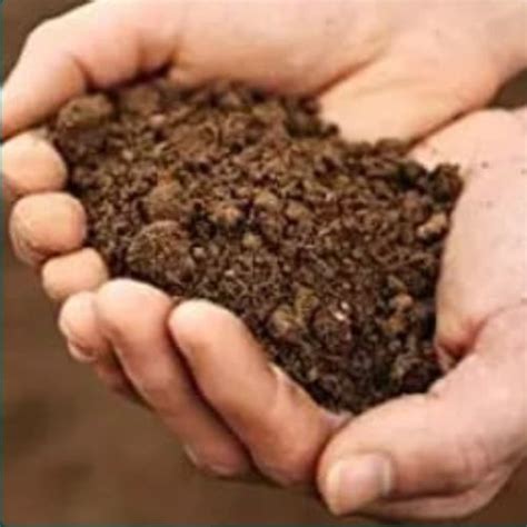 Cow Dung Manure Purity Color Brown At Best Price In