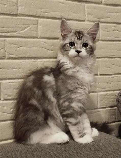 Maine Coon silber Kitten Mädchen mit Stammbaum von getesteten Eltern