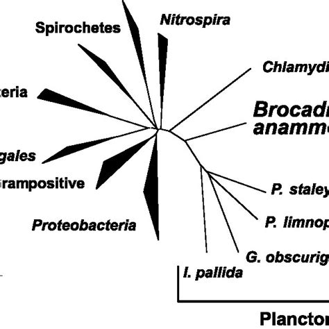 Figuur 3. Stamboom van Candidatus Brocadia anammoxidans. | Download ...