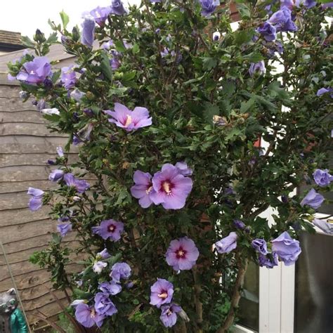 Hibiscus De Jardin Ou Althéa Quel Entretien Pour Larbuste Dornement