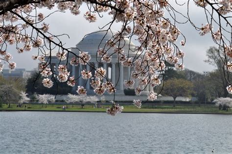 Jefferson Memorial through the Cherry Blossoms from the FDR Memorial | Jefferson memorial ...