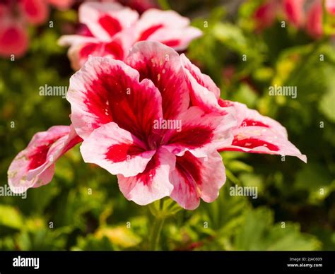 Flowers Of The Tender Greenhouse Or Conservatory Regal Pelargonium Pelargonium Peach Stock