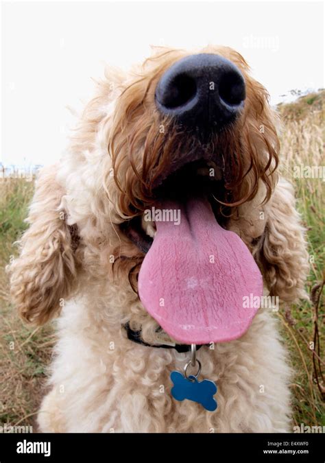 Why Do Dogs Hang Their Tongues Out And Pant