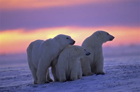 Five Marine Species Threatened by Polar Climate Change • Scuba Diver Life