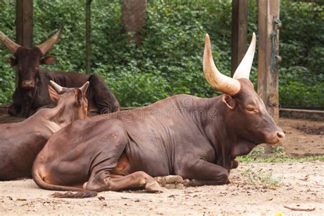 Ankole Cow stock photo. Image of cattle, fauna, mammal - 34422710