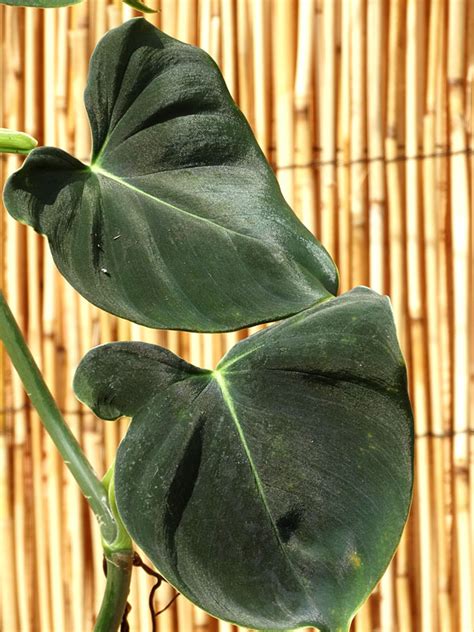 Philodendron Lupinum Corrugated Leaf Plant in 2x2x7″ pot – Kens Philodendrons