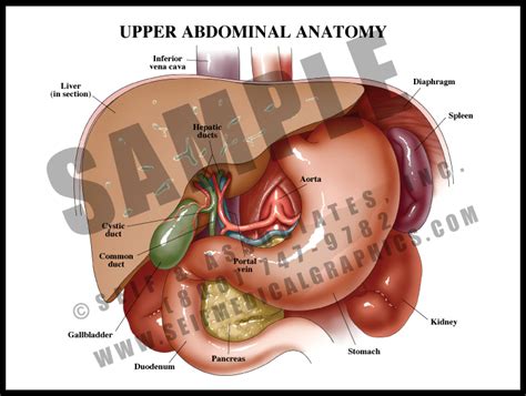 Upper Abdominal Anatomy Sanda Medical Graphics