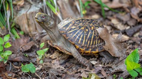 What Can Turtles Eat From Human Food Pet Food Guide