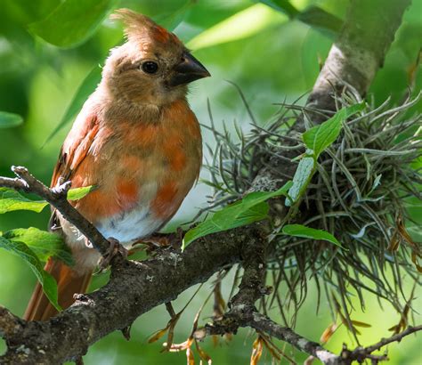 Juvenile Northern Cardinal Juvenile Cardinal Image Capture Flickr