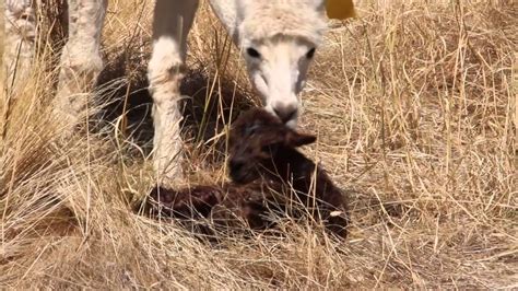 Birth Of An Alpaca Cria Youtube