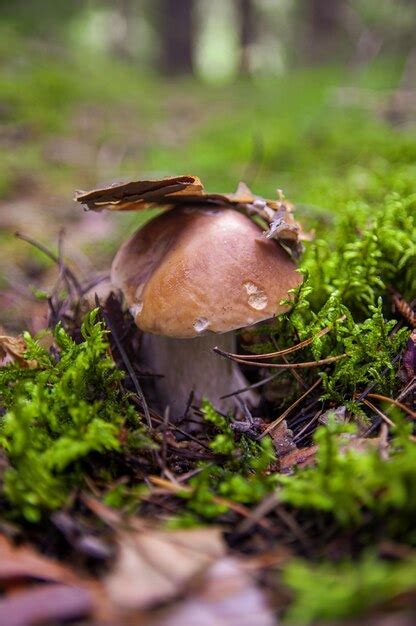 Premium Photo White Mushroom Boletus Growing In Fallen Leaves And