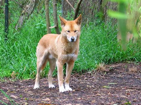 Dingo Animals | Latest Facts & Pictures | All Wildlife Photographs