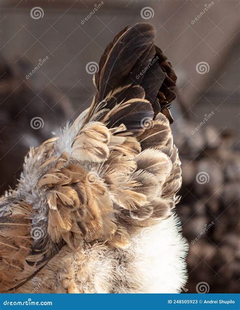 Feathers on the Tail of a Chicken. Stock Image - Image of design