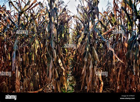 Dried Corn Field Stock Photo Alamy