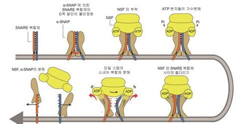 단백질 복합체 분해 과정 규명알츠하이머에 도움