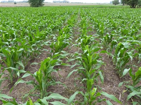 Cultivo de maíz amarillo tecnificado aumentó las áreas sembradas