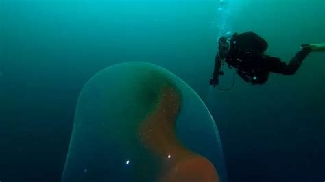 Divers Visiting WWII Wreckage Accidentally Discover Rare Giant Squid