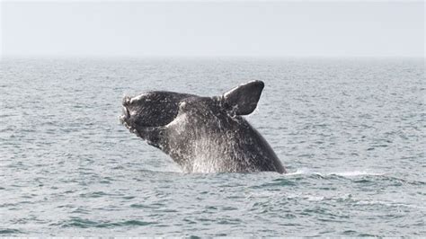 Study Blowhole Spray Can Provide Fast Data On Whale Health