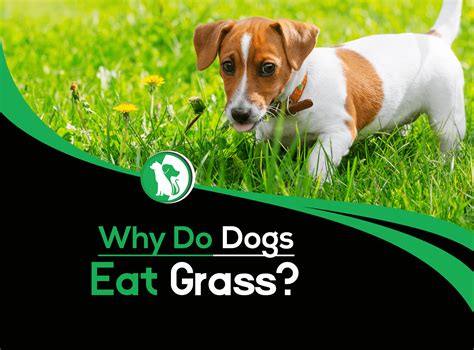 Why Do Dogs Eat Grass