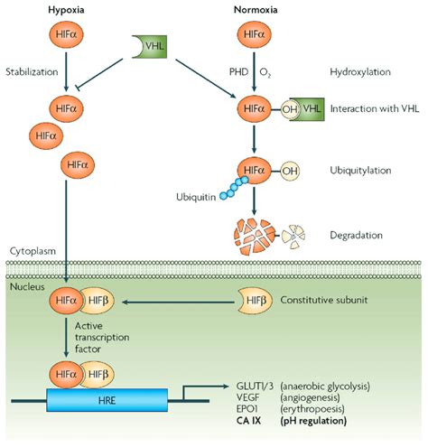 Hif Alpha Pathway