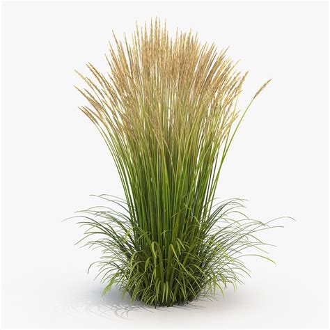 Feather Reed Grass Karl Foerster D Model Ad Grass Reed Feather