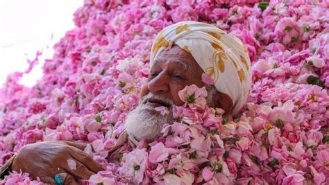 Celebrate Spring At Saudi Arabia S Taif Rose Festival Fact Magazine