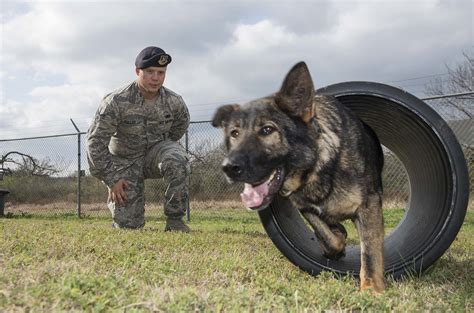 Paw Prints In The Field The History Of K9 Veterans Joint Base San